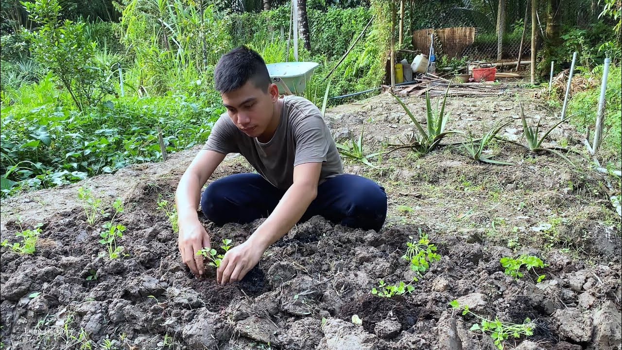 Growing vegetables and improving the soil | Long Ca Farm