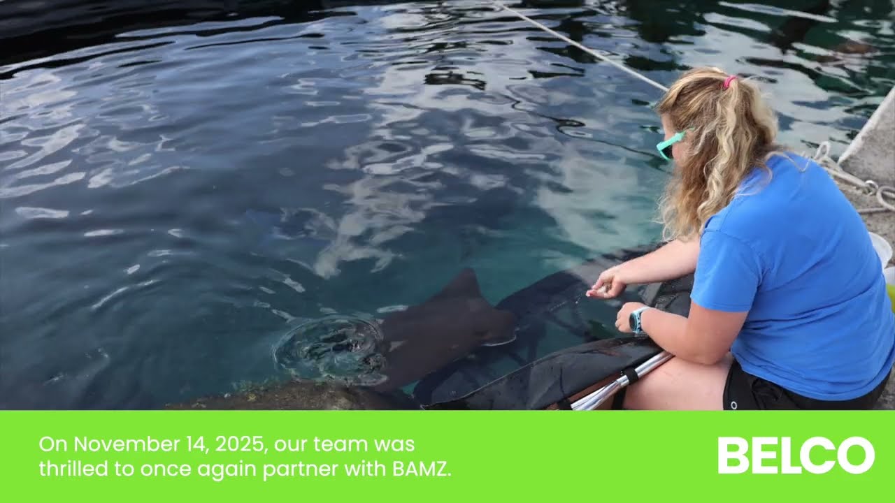 BELCO Volunteers: BAMZ Turtle Scrub 2025