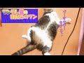 寝起きは機嫌の悪いツンデレ猫