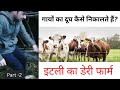इटली का डेरी फार्म//दूघ कैसे निकालते हैंHow to extract milk?//Avi  Italian vlogs