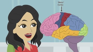 Basic Psychology: Localisation of Function in the Brain
