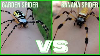 Banana Spider vs. Garden Spider: How To Spot The Difference!