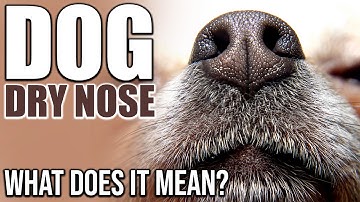 Dog Dry Nose: What Does It Mean?