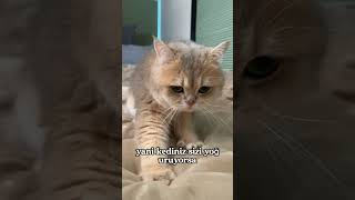 🐱🥖 Kediler Neden Yoğurur? Gizli Sebebi Sizi Şaşırtabilir!