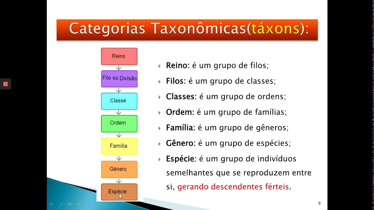 Videoaula 5 categorias taxonômicas - YouTube