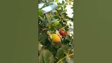 #اجمل#آيات # الذكر#الحكيم#استمع#لتنال#الأجر#