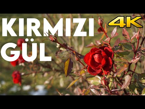 KIRMIZI GÜL |  4K