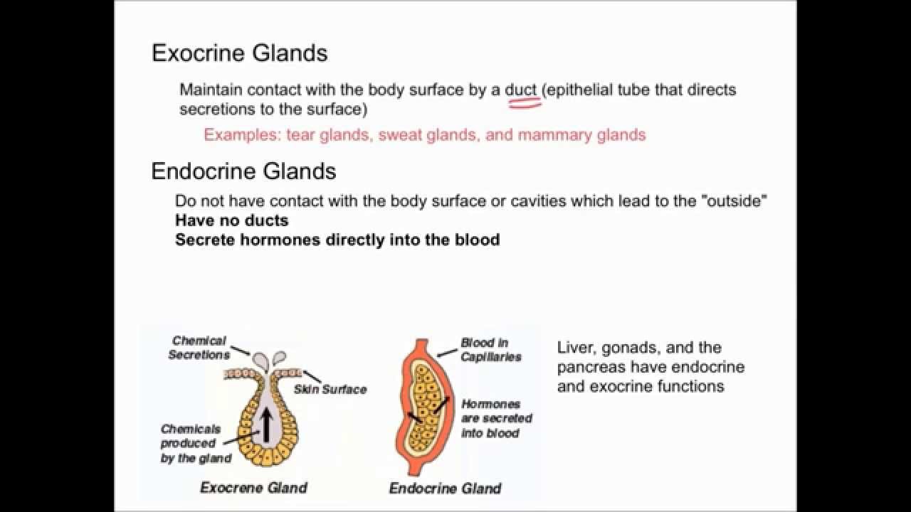 Endocrine Vs Exocrine Glands Youtube