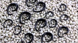 Black Ovaloid Horn Spirals 8G, 6G, 4G, 2G Ubj