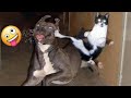 🤣  Compilación de Videos Chistosos de Mascotas 🐱🐶 Perros y Gatos Graciosos