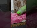 भुक्खड़ मिट्ठू 🦜 #mithu #mithuvlogs  #parrot #mithukizuban #birds #talkingmitthu
