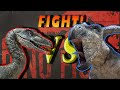 VELOCIRAPTOR VS PROTOCERATOPS | The Fighting Dinosaurs specimen | Dinosaur duel fights