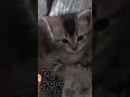 imut nya🥰🥰