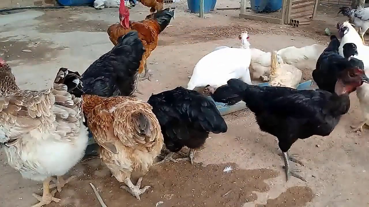 GALINHA CAIPIRA DÁ LUCRO? VEJA GALINHA CAIPIRA DÁ LUCRO? VEJA