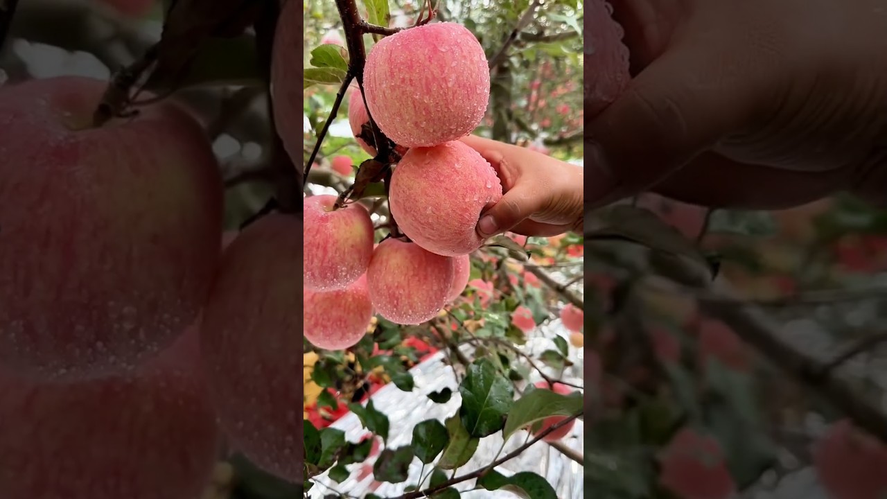 Natural landscape apple fruit farm and very so fresh 