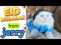 A Special Eid Surprise for an Abandoned Cat | Eid Dress for Cat