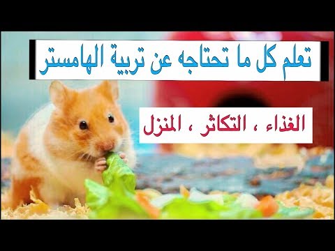 فيديو: كيفية رعاية الهامستر السوري