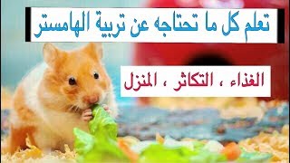 الهامستر 🐹 وكل ما يتعلق بالتربيتة بشكل عام / All you need to know about hamster | Mohamed Vlog