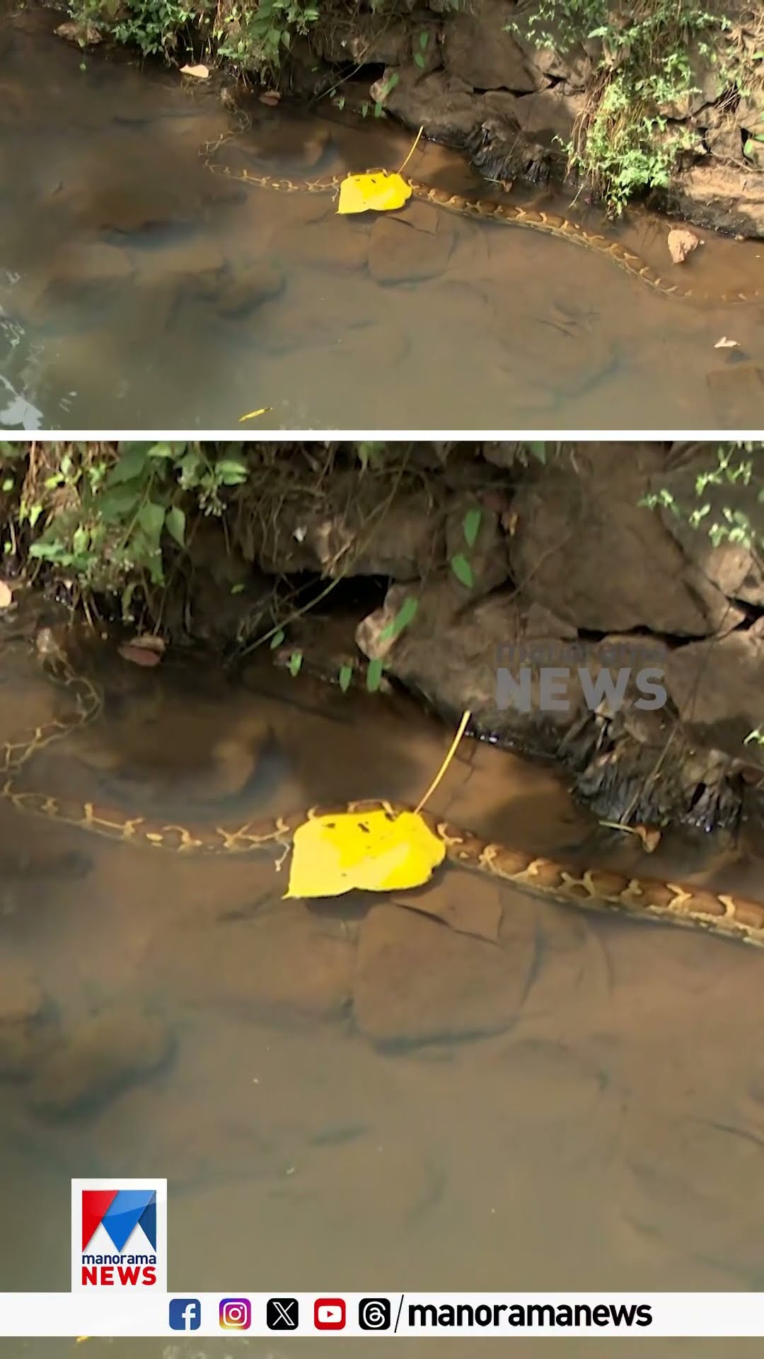 പത്തനംതിട്ട റിംഗ് റോഡിനോട് ചേർന്ന് കണ്ണങ്കര തോട്ടിൽ പത്തടി നീളമുള്ള പെരുമ്പാമ്പ് | Pathanamthitta