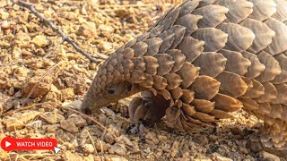 Please Help Provide Critical Medical Care, And Gps Tagging These Rescued Pangolins Need