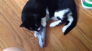 [Smol Creatures] Catnip-Stuffed Fish toy will make your cat crazy!!
