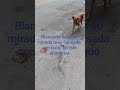 la blanquita comiendo