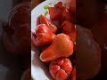 jambu air merah meronta manis