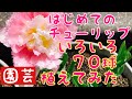 はじめてのチューリップ。色々７０球植えてみた！【ガーデニング】2019年