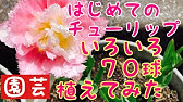 なぜチューリップの花は 昼は開いて 夜は閉じるのか Youtube