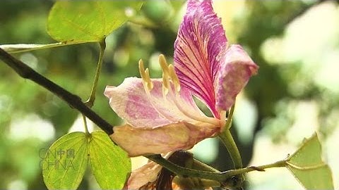 On China: Bauhinia Genome project