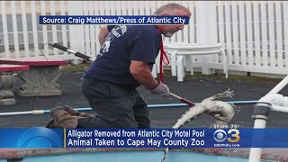 Alligator Found In Atlantic City Motel Pool