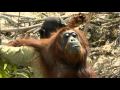 The redd ape  orangutan a climate chance  a film by alain compost