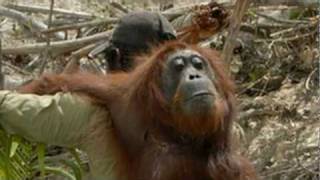THE REDD APE ( Orangutan, A Climate Chance ) A film by Alain Compost