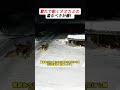 群れで動くオオカミの恐るべき計画! #オオカミ #ジャーマンシェパード #動物の本能 #野生の世界 #深夜の出来事