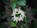 beautiful white Flowers 🌼#flowers #shorts #transitionvideo