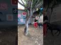 funny goat #funny_goat #goat #shortvideo #viralvideo #bakra #animal #cow #kutta