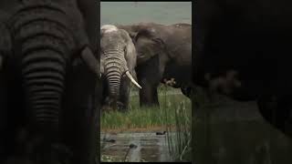 Amazing Elephant Bull 2024