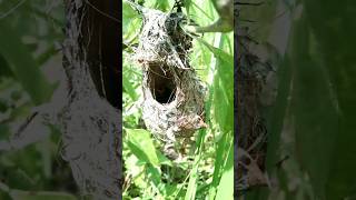 sarang burung emprit gantil, wah banyak sekali sarang burung di sini luar biasa