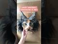 I love making comission for yall 🐈🩵 #catmask #therianmask #packing