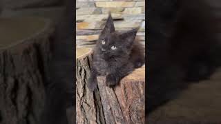 Quattro is a Charming Smoke Maine Coon Kitty