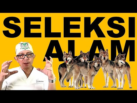 Video: Apakah seleksi alam bekerja pada spesies?