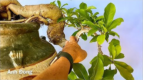Cách tạo dáng bonsai cho cây Lộc vừng ghép hoa vàng