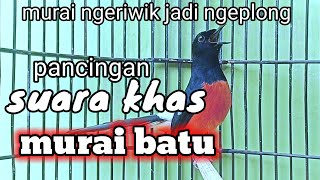 PANCINGAN MURAI NGERIWIK JADI NGEPLONG pancingan gacor murai batu loyo