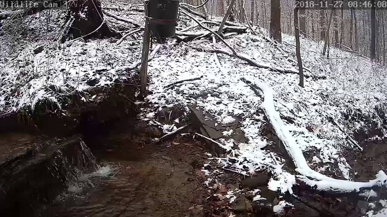 webcamera stegna Live Deer & Wildlife Webcam 3