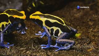 The Amazon's Hidden Cures: Nature's Pharmacy Trendy