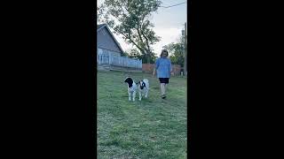 Pet Goats 'Saved' Trapped Family After Massive Oklahoma Tornado
