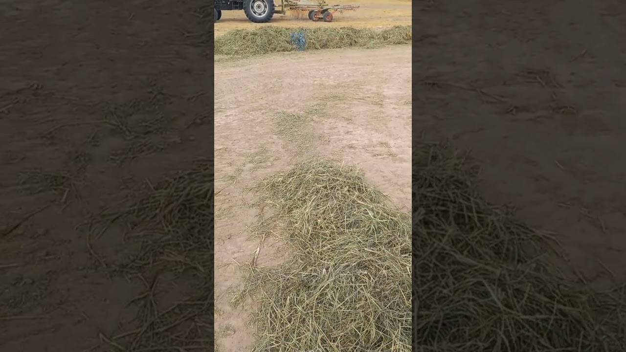 Rhodes grass baling | Hay Processing | Export Quality 