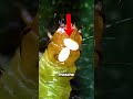 Il Meccanismo Di Difesa Più Divertente!😂🐛