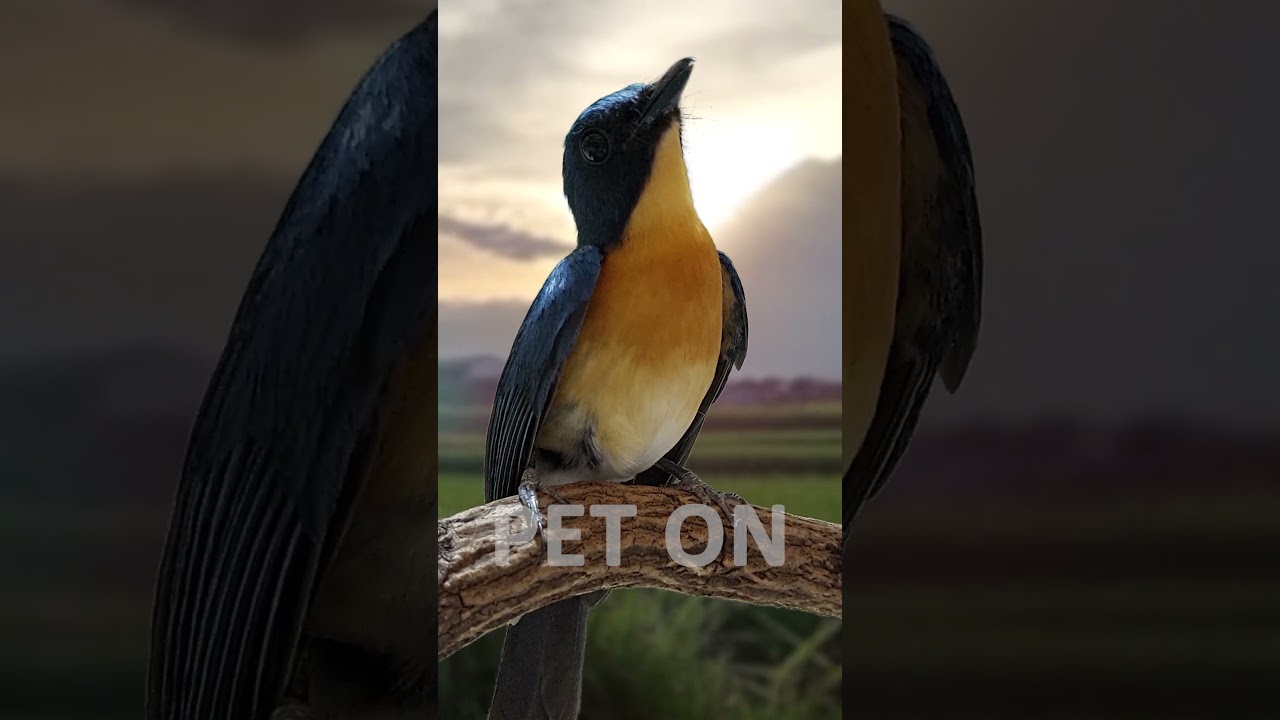 Tickell's blue flycatcher Singing E4 