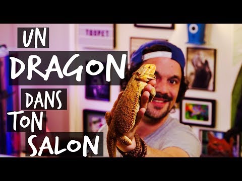 Vidéo: Faut-il vaporiser votre dragon barbu ?